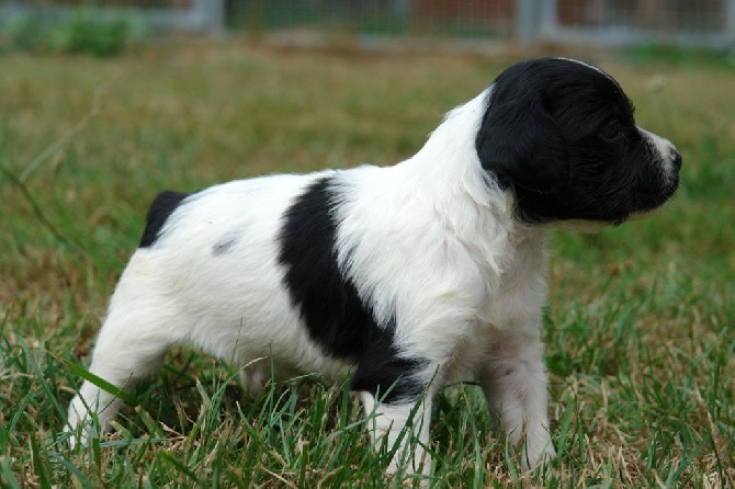 Du fief des kallistos - Nouvelles photos des chiots