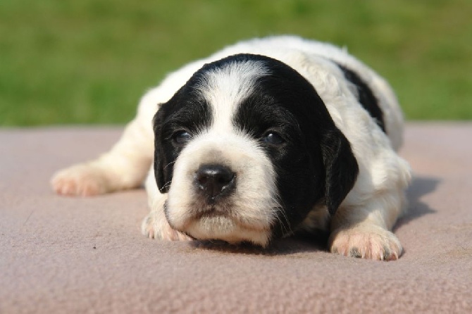 Du fief des kallistos - Nouvelles photos des chiots