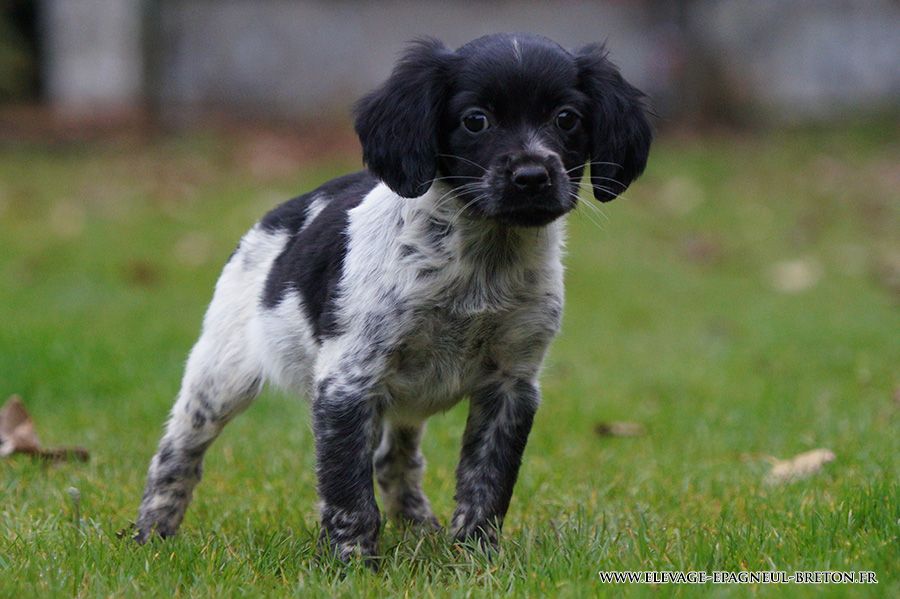 Du fief des kallistos - Chiots disponibles - Epagneul Breton