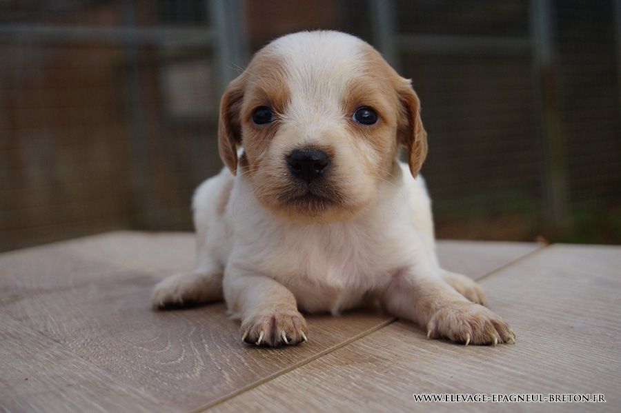 Du fief des kallistos - Chiots disponibles - Epagneul Breton