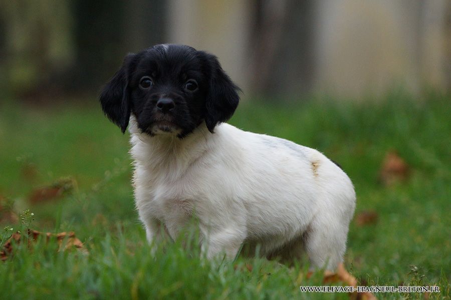 Du fief des kallistos - Chiots disponibles - Epagneul Breton