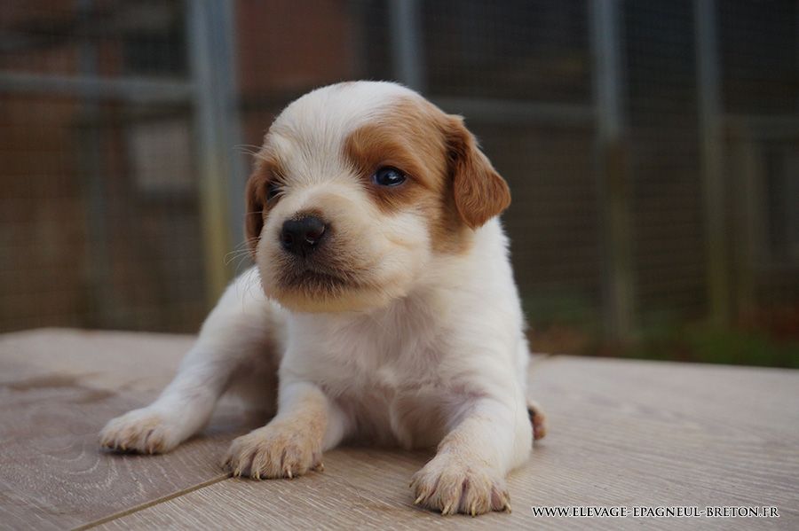Du fief des kallistos - Chiots disponibles - Epagneul Breton
