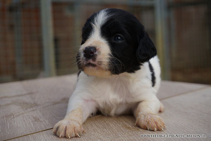 Du fief des kallistos - Chiots disponibles - Epagneul Breton
