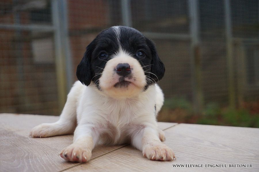 Du fief des kallistos - Chiots disponibles - Epagneul Breton