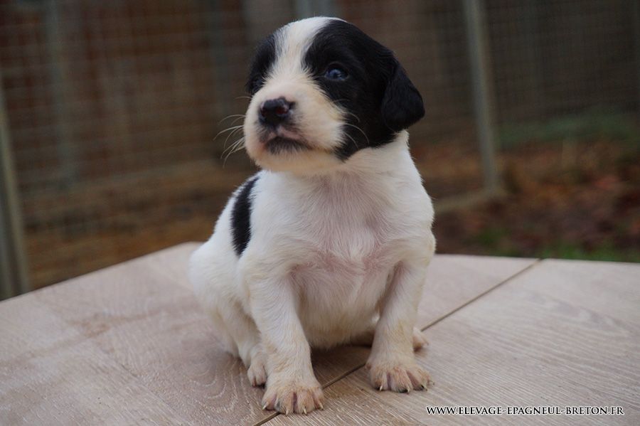Du fief des kallistos - Chiots disponibles - Epagneul Breton