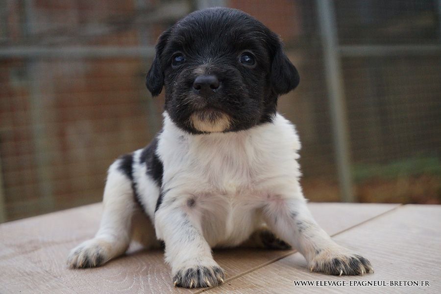 Du fief des kallistos - Chiots disponibles - Epagneul Breton