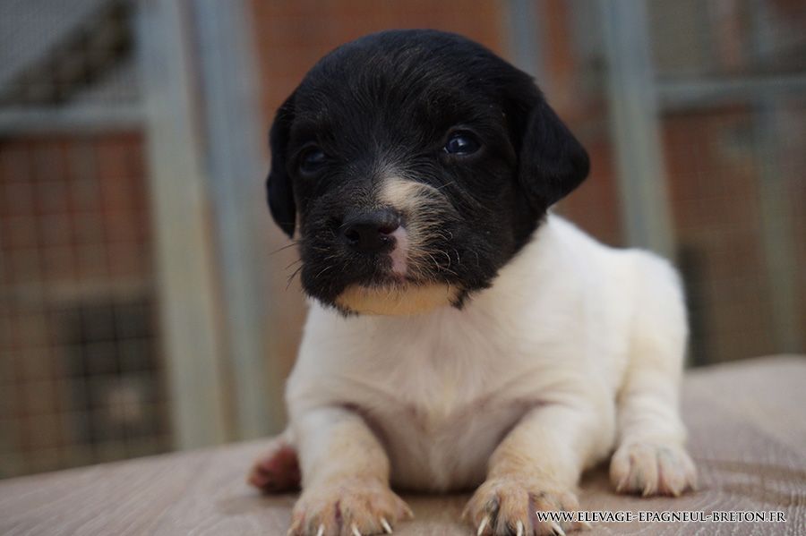 Du fief des kallistos - Chiots disponibles - Epagneul Breton